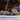 "Torque Tank M4 Resistance Dog Sled Prowler in competition"